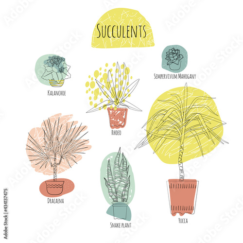 Colorful set of various potted succulent houseplants. Abstract shapes on background. Line art style stock vector illustration.