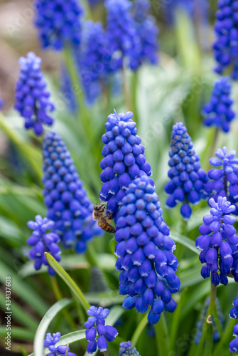 blue hyacinth flower