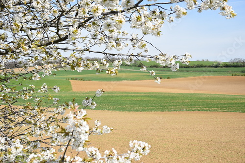 Kirschblüte am Ackerrand im Weinviertel