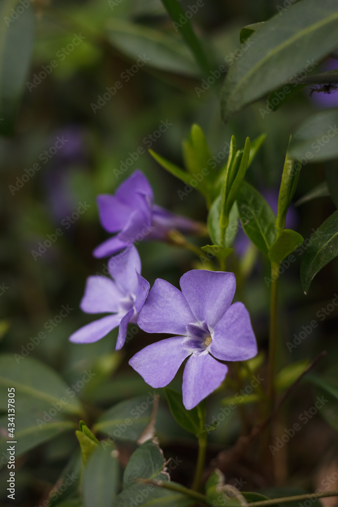 Periwinkle flower. Small depth of field Periwinkle flower. Small depth of field
