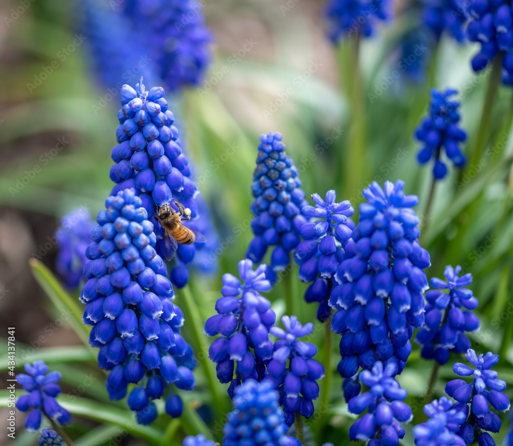 close up of blue hyacinth close up of blue hyacinth