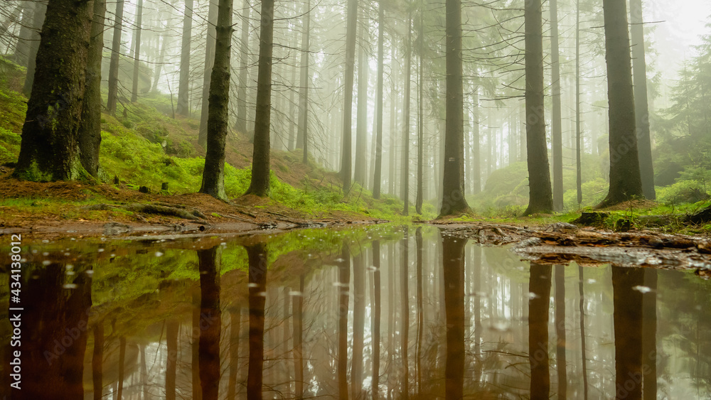 Obraz premium Dark and misty forest in the Stolowe Mountains, Radkow, Poland.