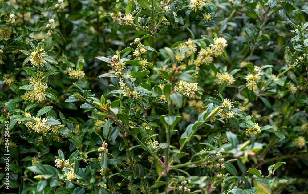 Spring in the mountains, boxwood blooms in the natural environment on a sunny day. Spring in the mountains, boxwood blooms in the natural environment on a sunny day.