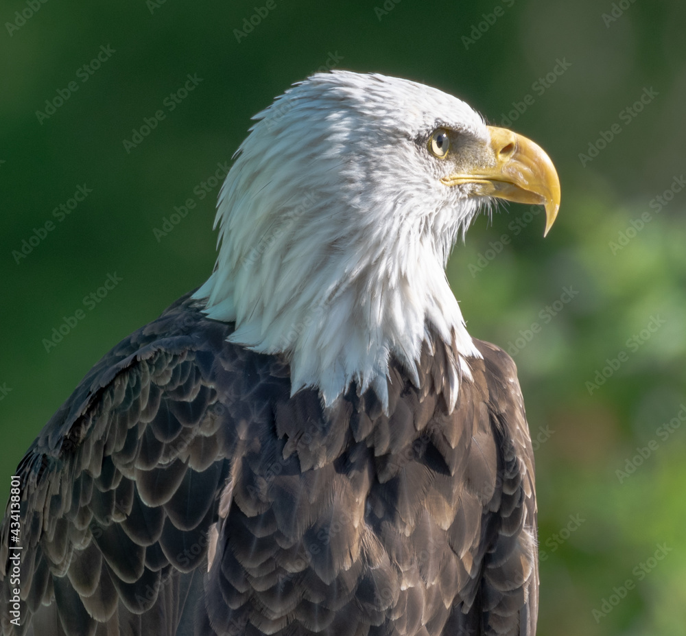 Obraz premium american bald eagle