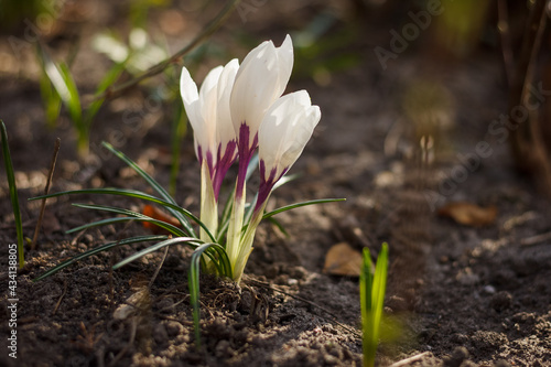 The first spring flowers Crocus. Small depth of field