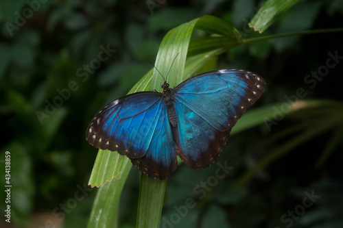 Kouzlo motýlích křídel photo