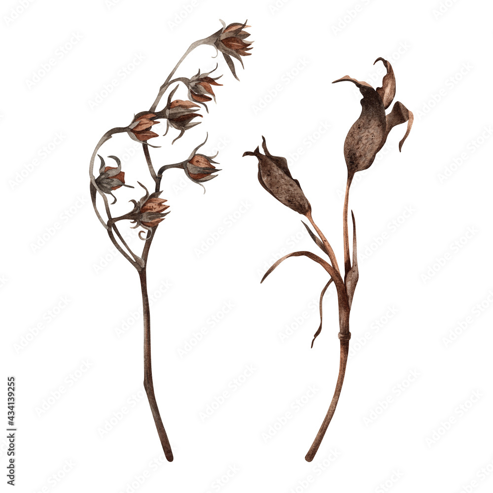 Obraz premium Dried flowers isolated on white background. Watercolor illustration