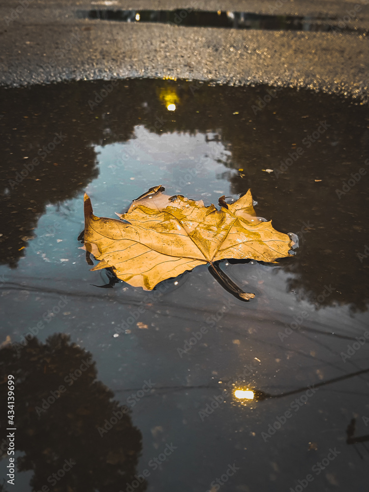 concept, urban, photography, leaves, autumn concept, urban, photography, leaves, autumn