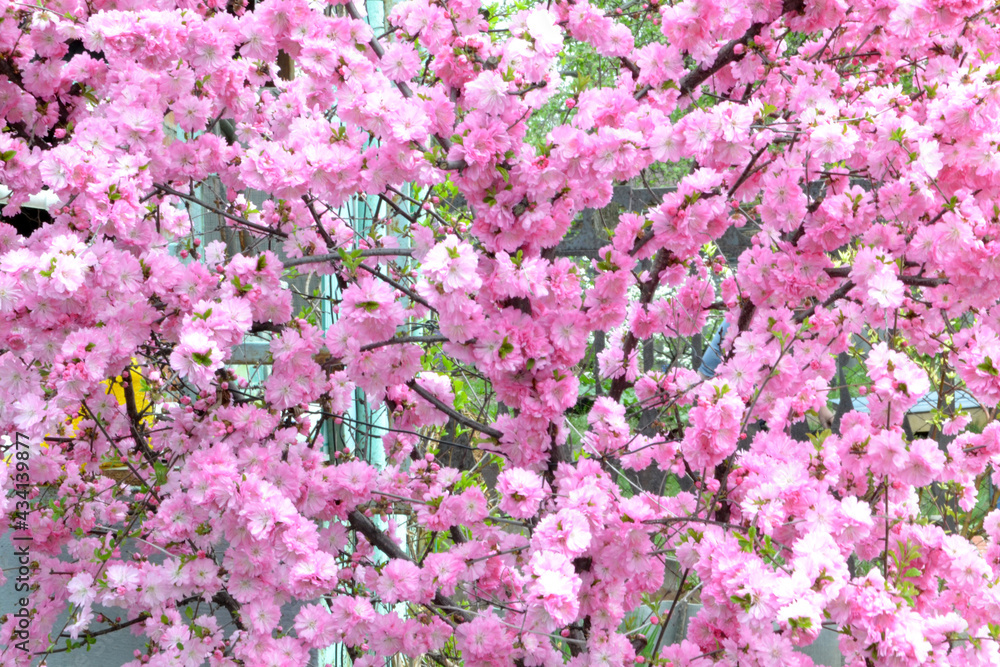 almond blossom, for creating background and texture almond blossom, for creating background and texture