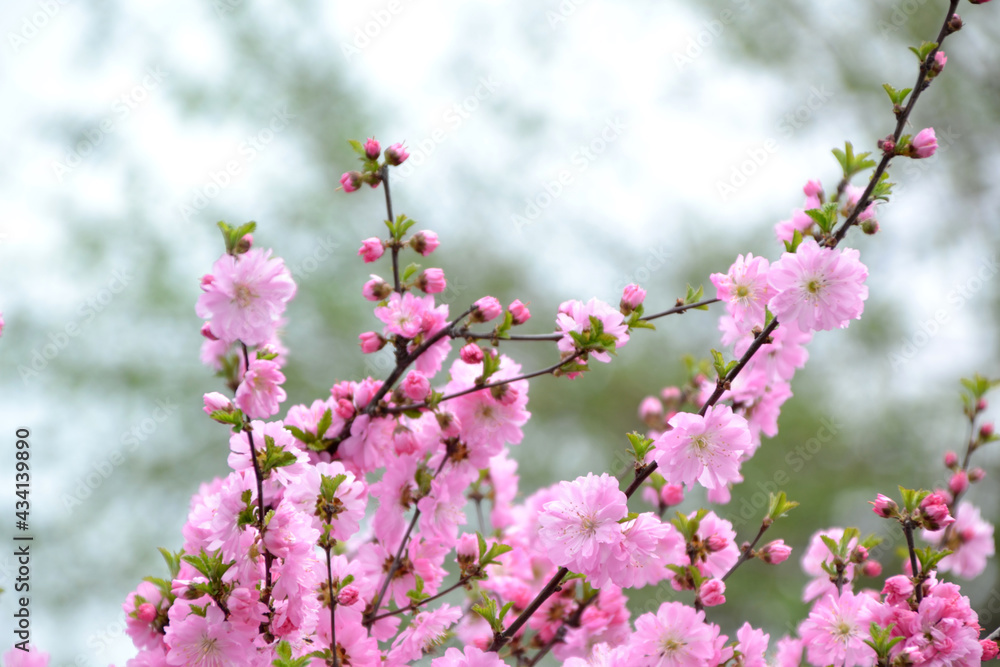almond blossom, for creating background and texture almond blossom, for creating background and texture
