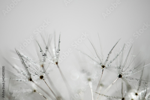 Pusteblume mit Regentropfen close up, Hintergrund weiß © SONJA