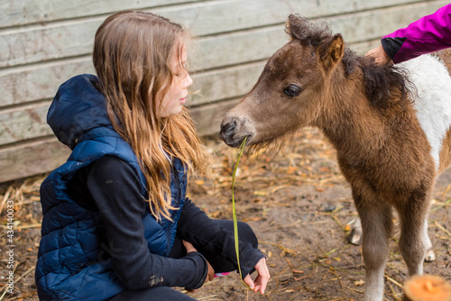 portrait of a pretty little girl taking care of a young foal