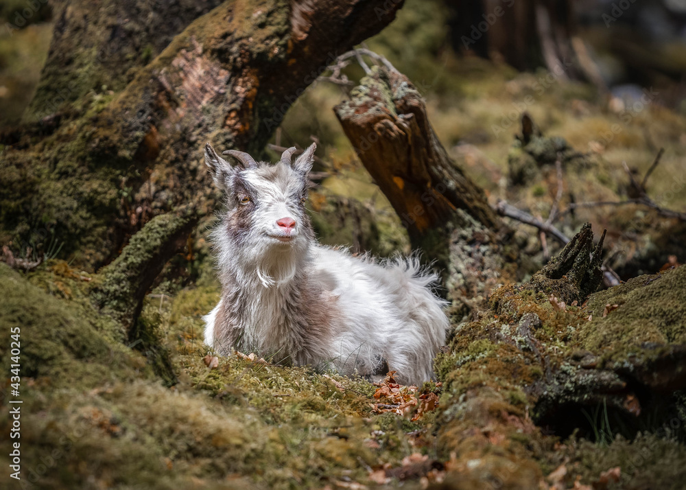 Obraz premium Welsh mountain goats wild in rocky slate quarry mine hillside. Bearded exploring hillside of Snowdonia will long hair and horns roaming the wilderness countryside with hillside behind.
