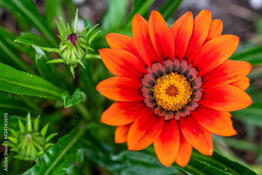 orange gerbera flower