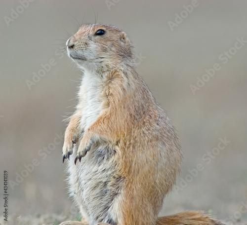 Prairie dog portrait close up © outdoorsman