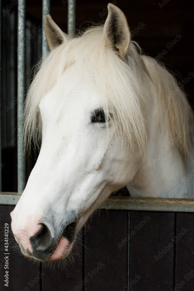 Obraz premium portrait of a pretty white horse