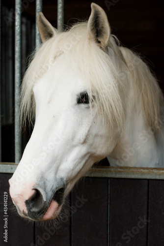 portrait of a pretty white horse
