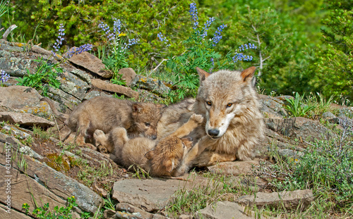 Timber wolf with cubs