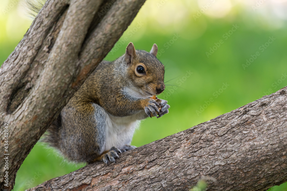 squirrel in the park squirrel in the park