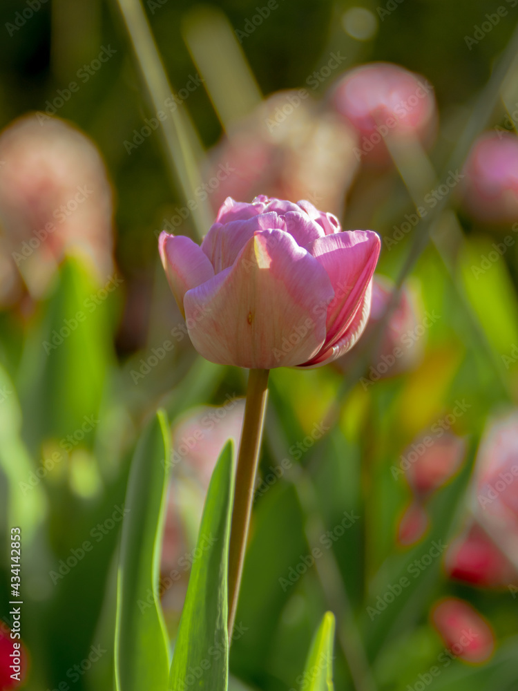 Closeup of a pink tulip Closeup of a pink tulip