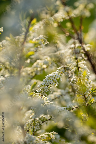 Flowers Spirea On Branches In Springtime.