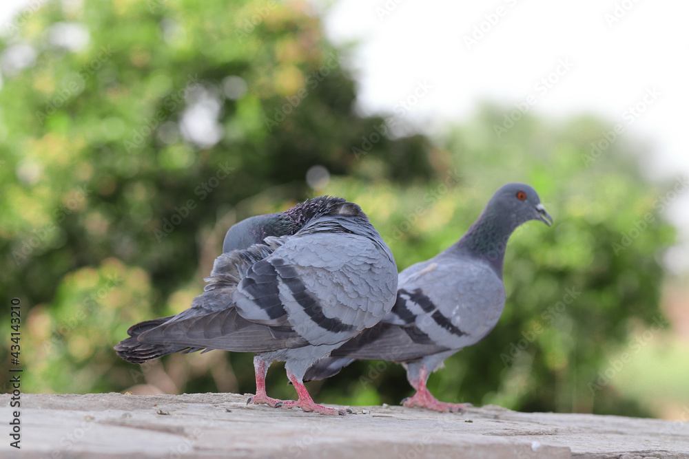 Obraz premium Two adorable gray pigeons standing on the stone in the park