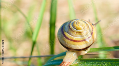 A grove snail (сepaea nemoralis) crawling on a dry twig in the morning sun