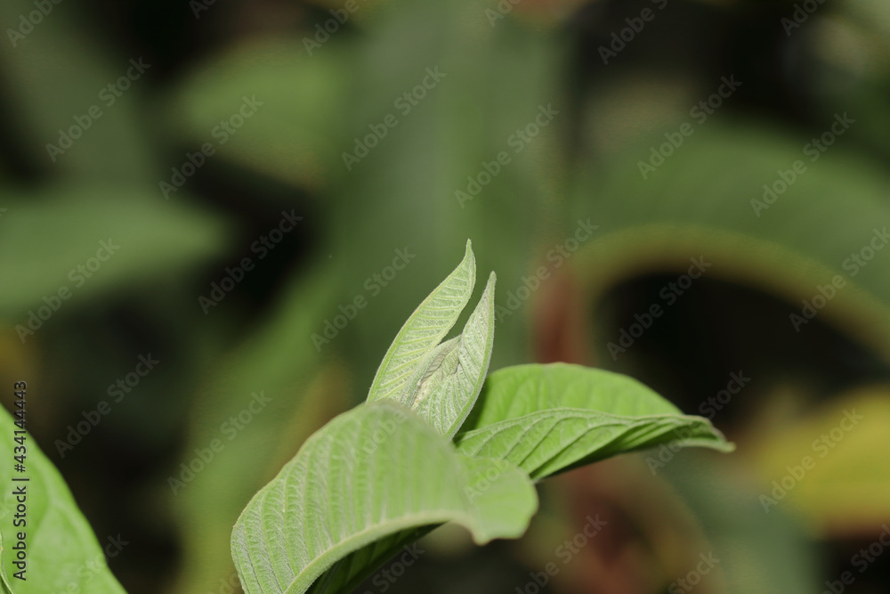 Selective focus shot of guava leaves in the garden Selective focus shot of guava leaves in the garden