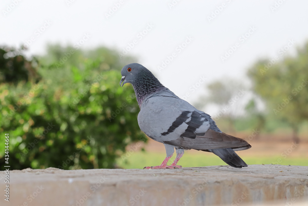 Obraz premium Adorable gray pigeon standing on the stone in the park