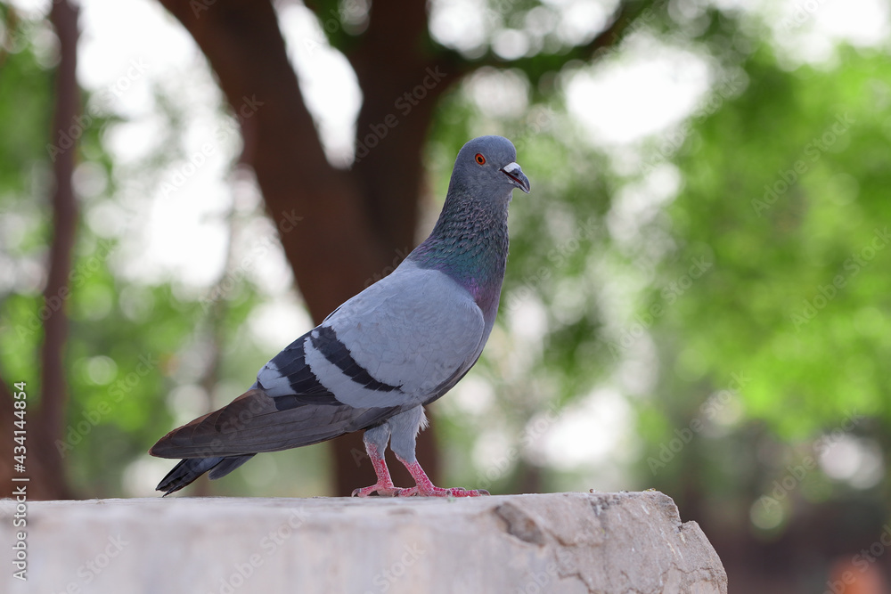 Adorable gray pigeon standing on the stone in the park Adorable gray pigeon standing on the stone in the park