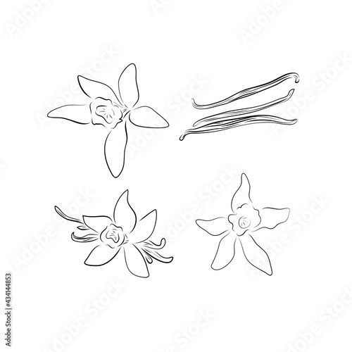 Vector flower and pod vanilla in hand drawn sketch. Blooming aromatic spices, ingredients and seasonings for kitchen and perfumery, sweet smell and oil.Yellow and brown elements on a white background.