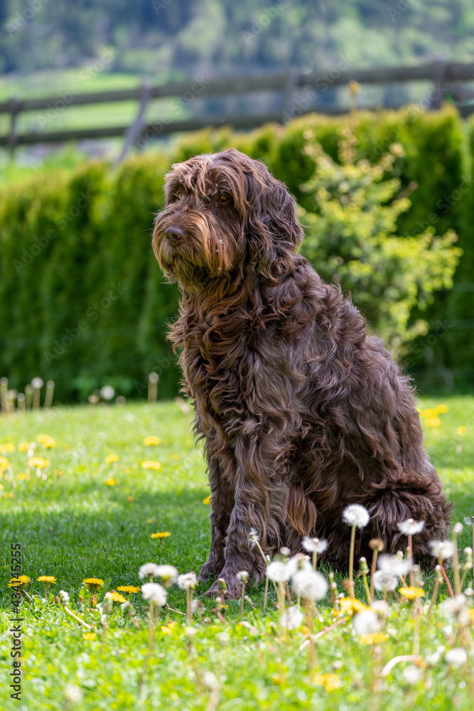 a dog is sitting in the garden on the lawn with dandelions