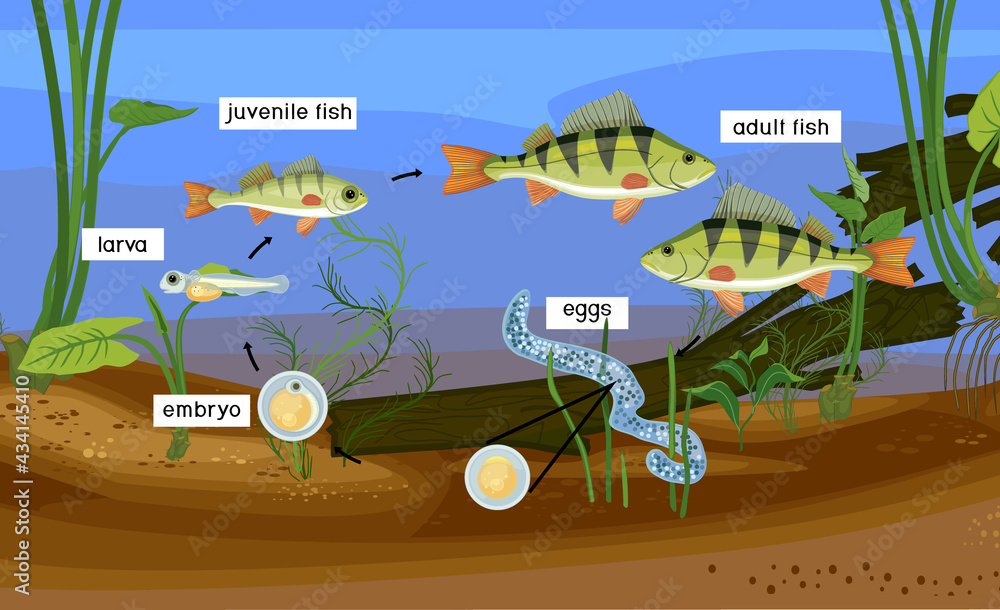 Fish life cycle. Sequence of stages of development of perch (Perca