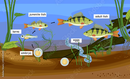 Fish life cycle. Sequence of stages of development of perch (Perca fluviatilis) freshwater fish from egg to adult animal in pond with titles