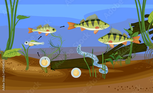 Fish life cycle. Sequence of stages of development of perch (Perca fluviatilis) freshwater fish from egg to adult animal in pond