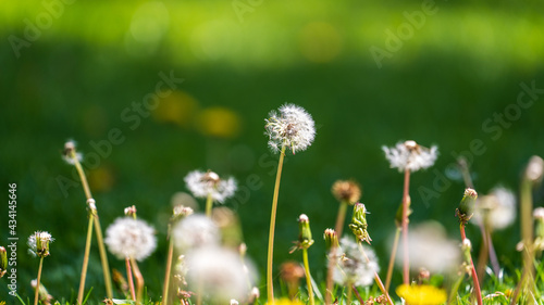 a meadow with dandelion blossoms and seeds