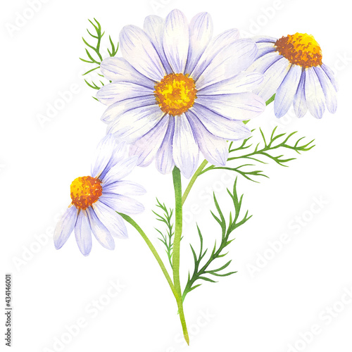 Watercolor daisy bouquet  hand painted daisy bouquets  daisy flower arrangement. Wedding invitation clipart elements. Watercolor floral. Botanical Drawing. White background.Chamomile Watercolor.