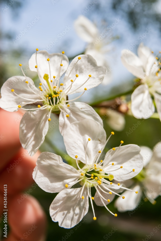 Delicate, beautiful cherry flowers in the rays of the sun, on a blurred background of fingers and the sky. Blooming Prunus subg, Cerasus. Macro. 