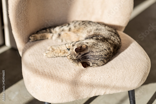 Cat sleep on the chair on the sun