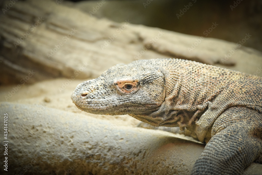 Monitor lizard on backyard of rustic village. South Asia fauna near human settlement. Dangerous wild animal. Endangered species of lizard. Monitor lizard on backyard of rustic village. South Asia fauna near human settlement. Dangerous wild animal. Endangered species of lizard.