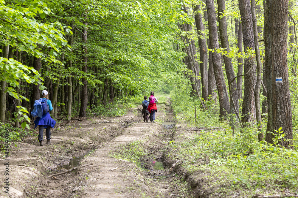 eine familie mit zwei kindrn wandert im wald eine familie mit zwei kindrn wandert im wald