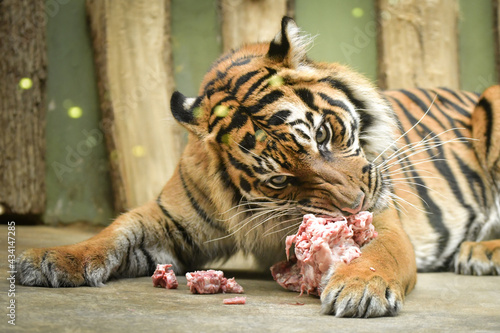 An Asia tiger is eating his meet in his habitat. He is nervous.