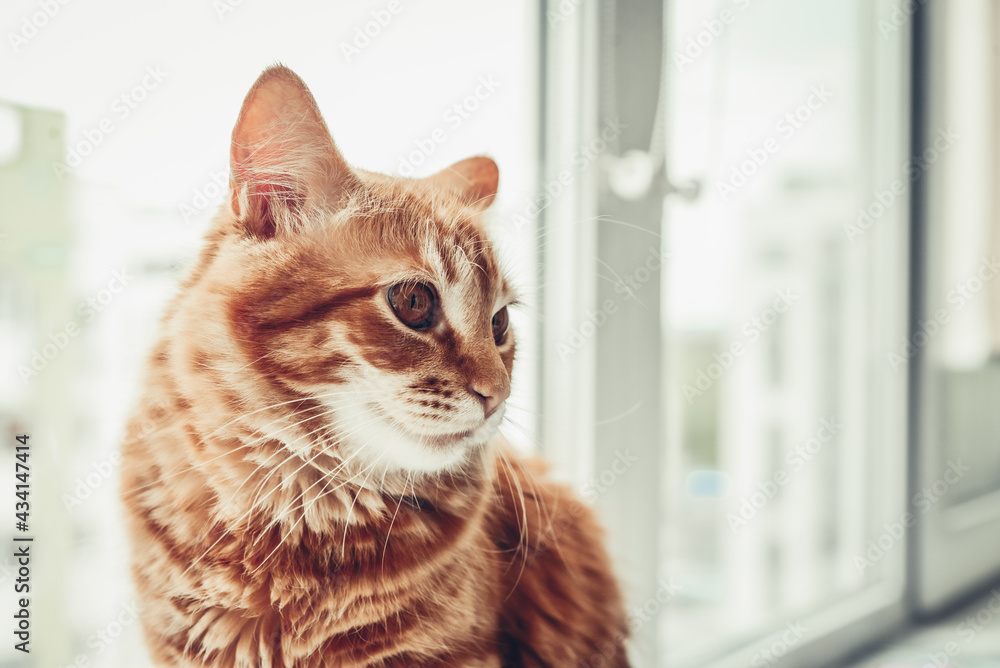 Portrait  of red tabby cat