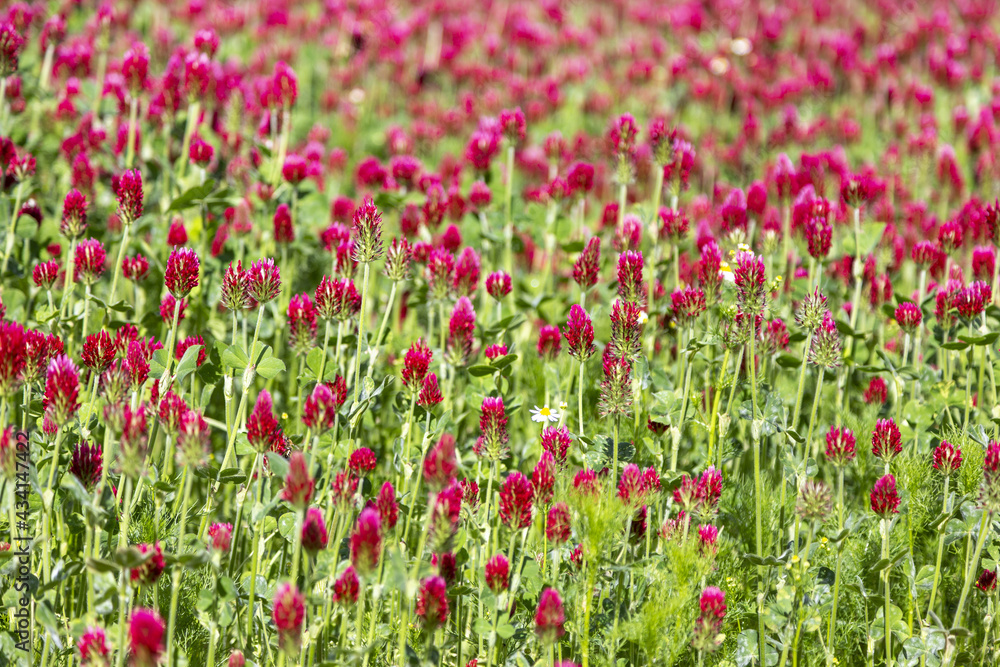 Rotkleefeld in Blüten