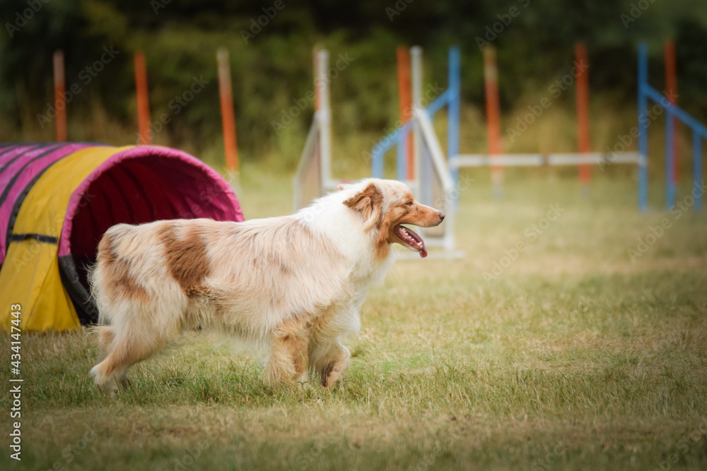 Dog is running in agility.  Amazing evening, Hurdle having private agility training for a sports competition