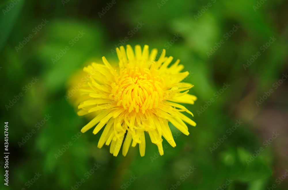 Yellow flowers of dandelions in green backgrounds. Spring and summer background. Yellow flowers of dandelions in green backgrounds. Spring and summer background.