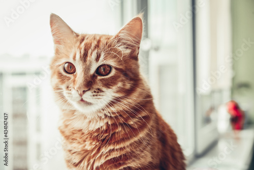 Portrait of red tabby cat