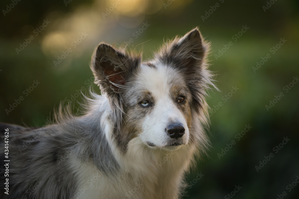 Portrait of border collie with amazing background. Amazing autumn atmosphere in Prague. Portrait of border collie with amazing background. Amazing autumn atmosphere in Prague.