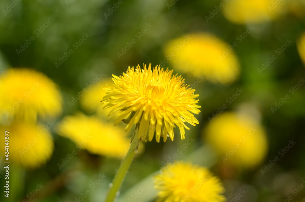 Yellow flowers of dandelions in green backgrounds. Spring and summer background. Yellow flowers of dandelions in green backgrounds. Spring and summer background.