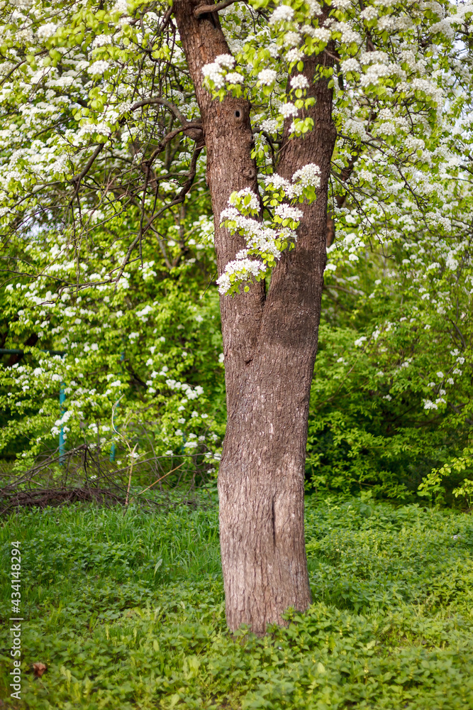 Fototapeta premium spring blooming fruit tree leaves trunk